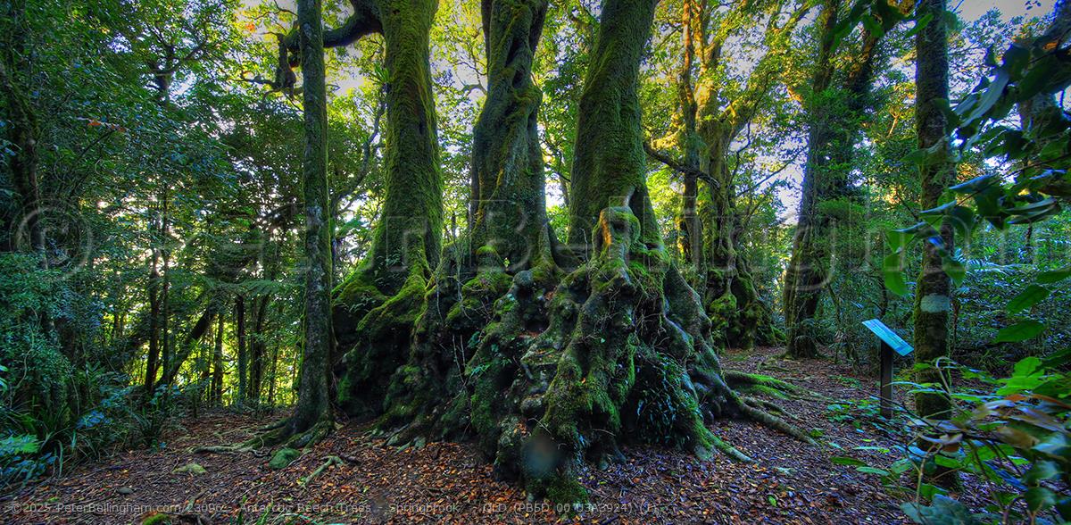 Peter Bellingham Photography Antarctic Beech Trees - Springbrook  - QLD (PB5D 00 U3A3924) (1)